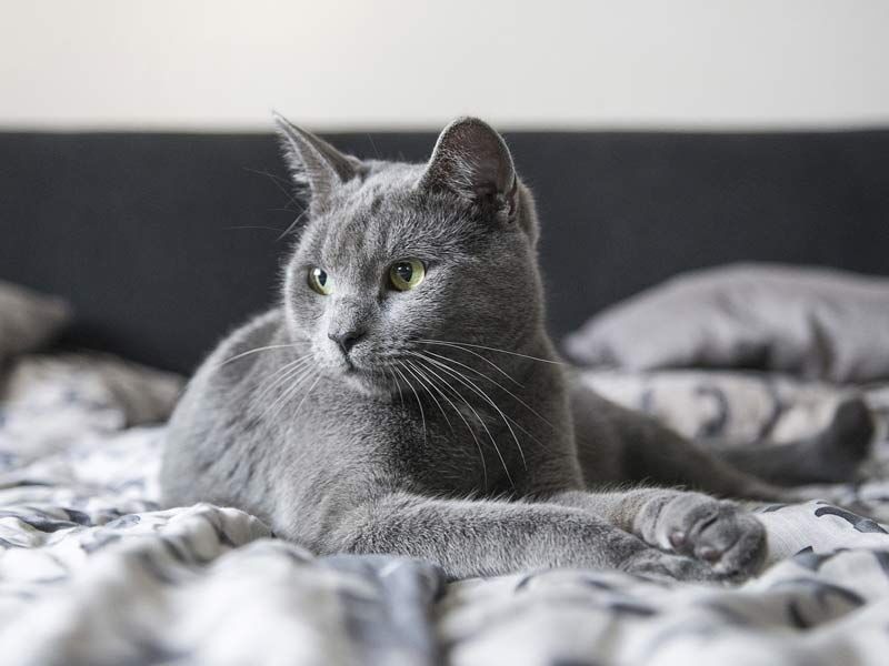 Pet Talk - Being The Voice for The Voiceless: Rehabilitating Abused Animals - Vimarsana News