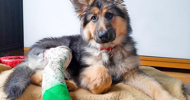 Pet Talk – When The Knee Gives Out: Understanding TPLO Surgery | Online Only