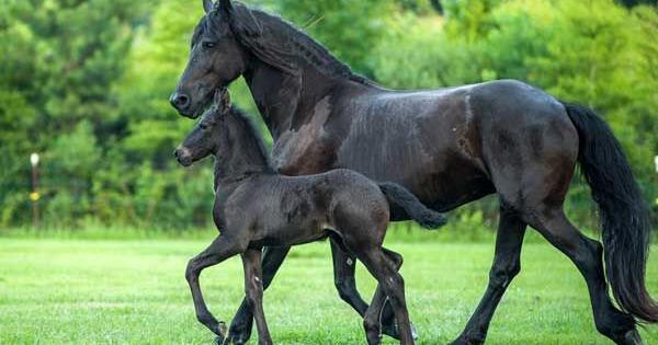 Pet Talk - Foal Health: Managing Neonatal Maladjustment Syndrome - Vimarsana News