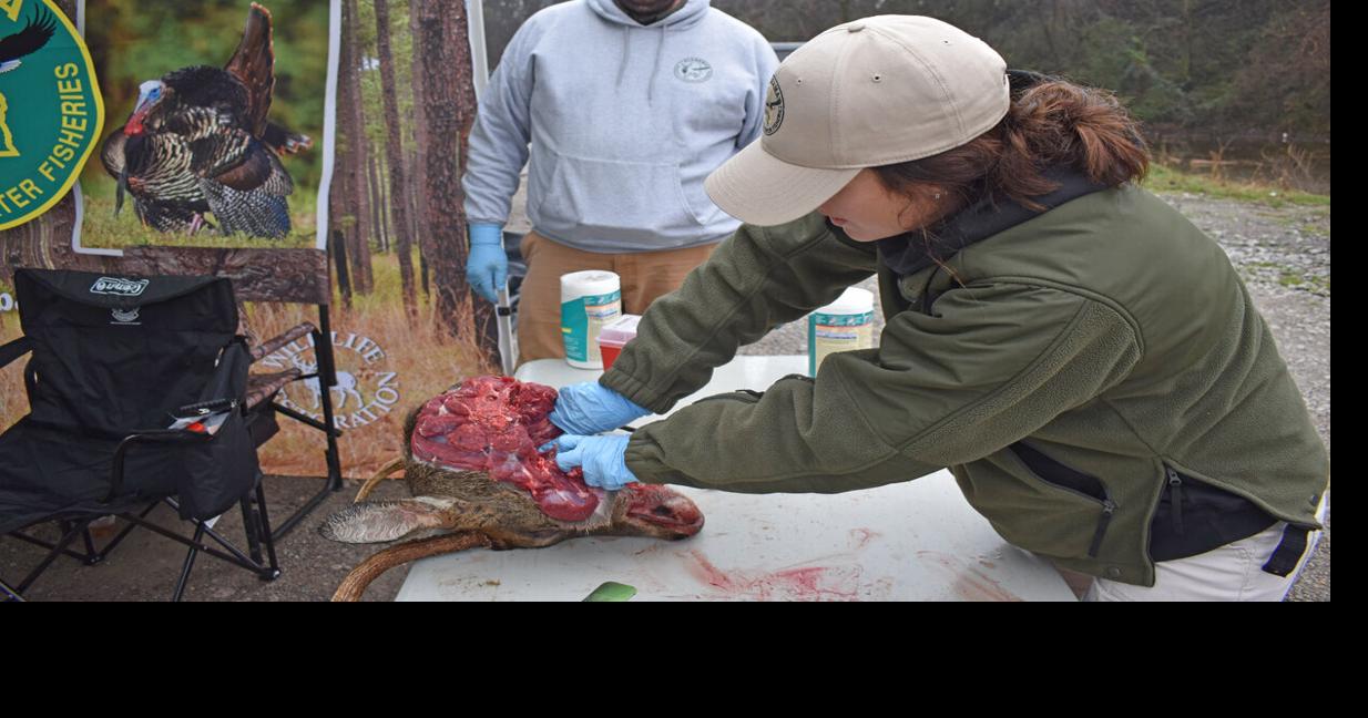 CWD Cases Remain Localized in Northwest Alabama