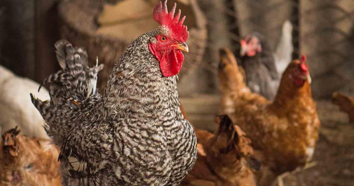 Pet Talk – Backyard Chickens Part 1: Preparing To Buy Healthy Birds | Online Only