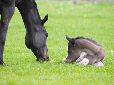 Pet Talk - What To Expect When Your Horse is Expecting