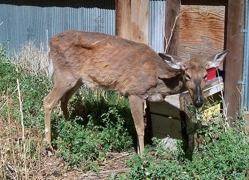 Pictures Of Deer With Bluetongue Disease Captions Trend   5a8f48b4ac5a1.image 