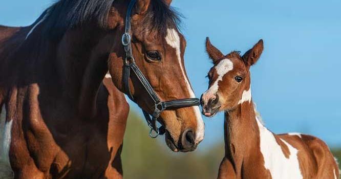 Pet Talk - Foal Health: Recognizing Neonatal Maladjustment Syndrome - Vimarsana News