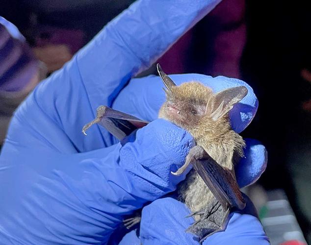 Celebration of Bats Continues at Wildlife and Freshwater Fisheries ...