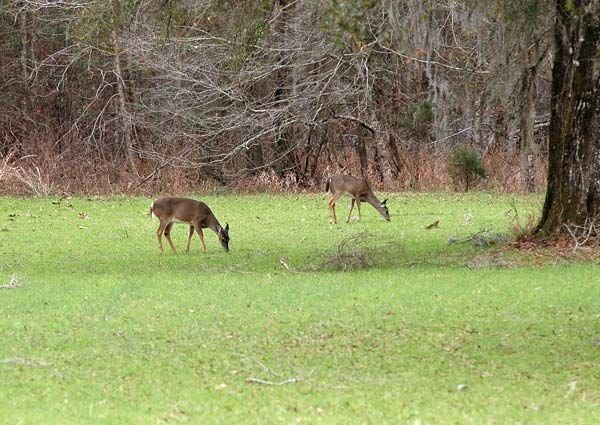 Habitat Management Helpful For All Wildlife | Online Only