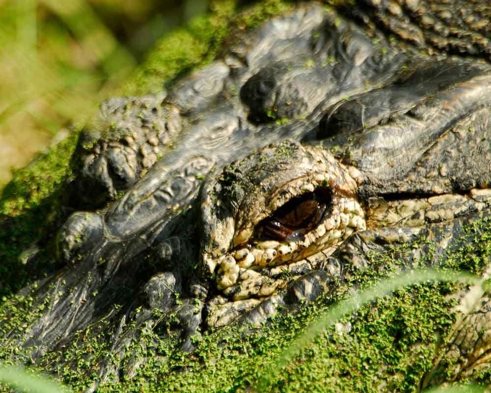 Alligator Hunt Registration Open Now Online Only