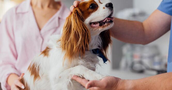 Pet Talk - Ruff Days Or Cat-astrophies? How To Help Pets Handle Stressful Situations