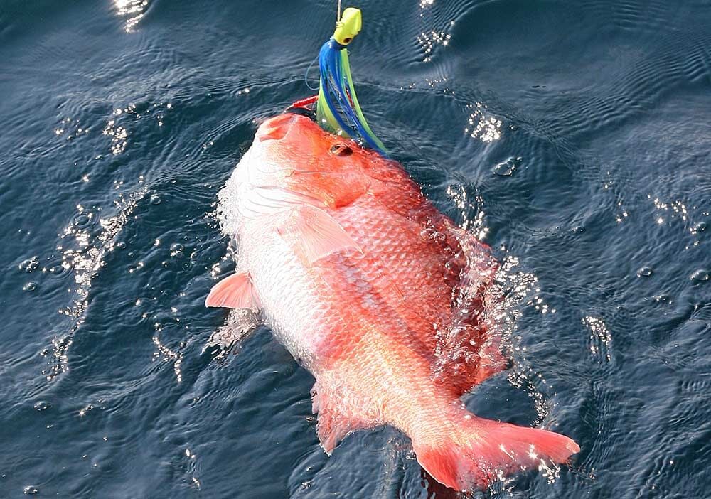 Private Anglers To Get One More Opportunity At Red Snapper Online Only Courierjournal Net