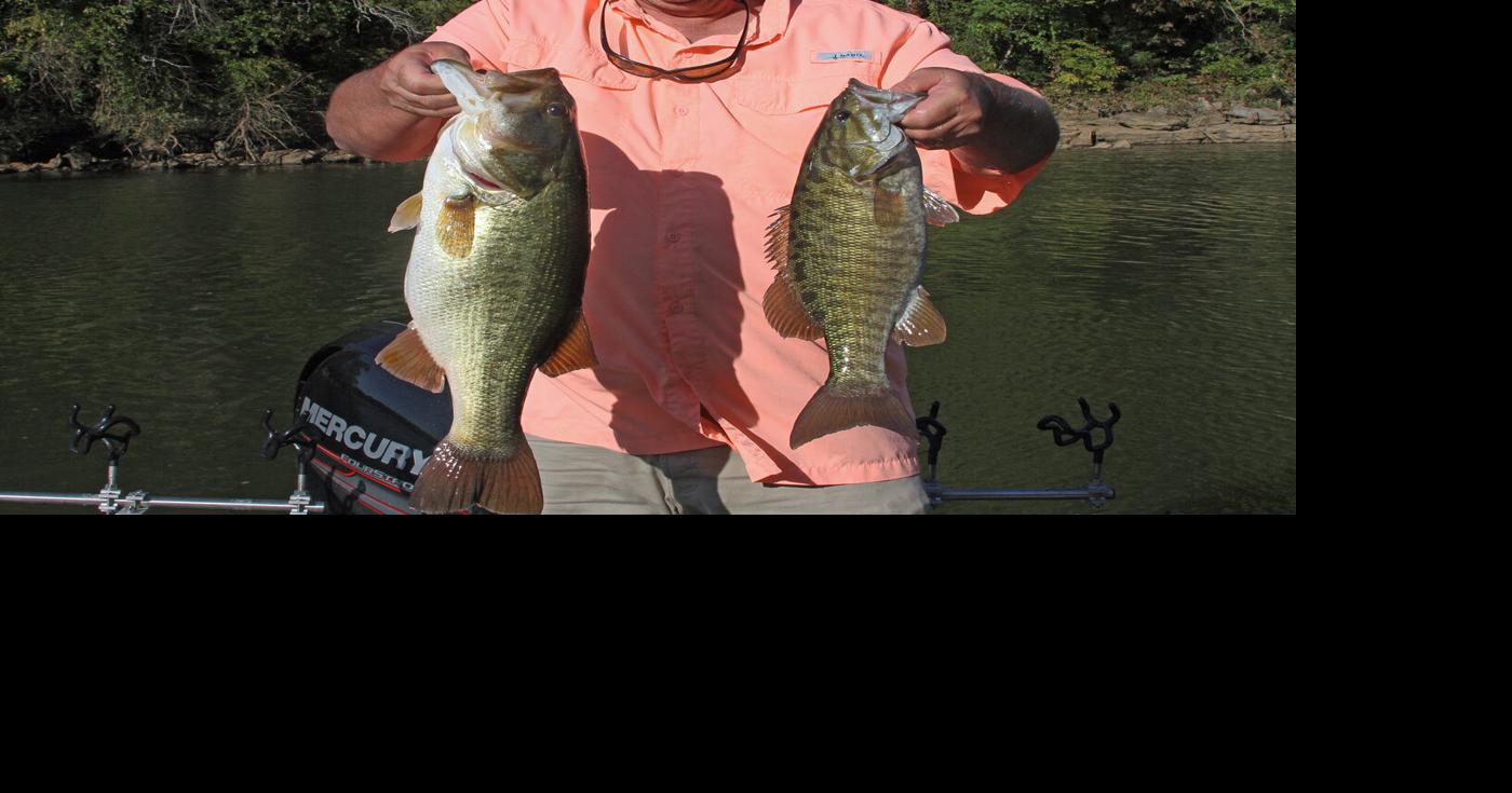 Live-Bait Fishing at Pickwick Yields Variety of Fish Species | Online ...