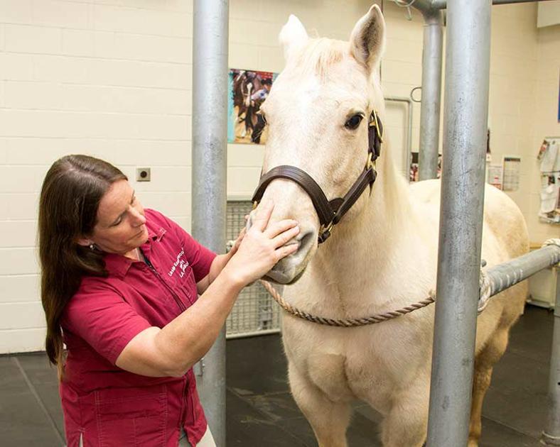 Pet Talk Equine Dental Health Straight From the Horse’s Mouth