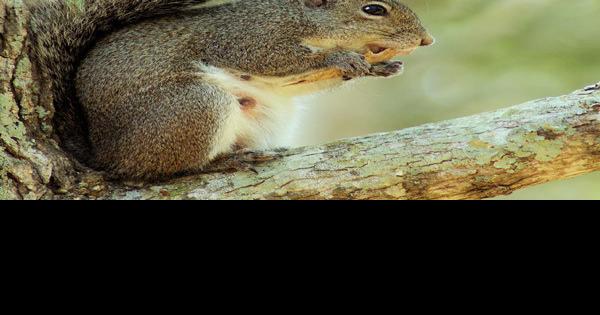 Eastern Gray Squirrels: Managing and Preventing Attic Damage - Alabama  Cooperative Extension System