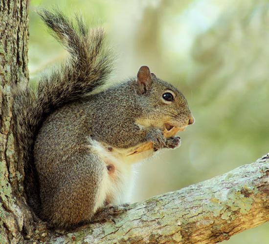 The hidden dangers of squirrels in your attic - Cross Timbers Gazette, Southern Denton County, Flower Mound