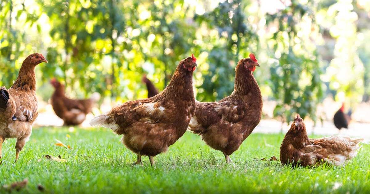 Pet Talk – Backyard Chickens Part 2: Maintaining Healthy Birds | Online Only