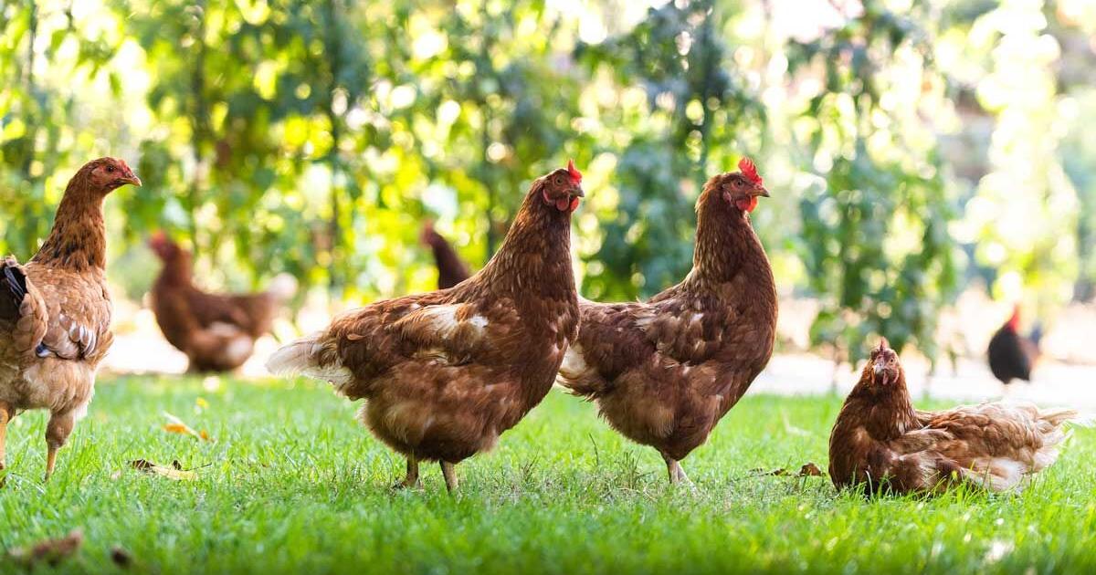 Pet Talk – Backyard Chickens Part 2: Maintaining Healthy Birds | Online Only Pet Talk – Backyard Chickens Part 2: Maintaining Healthy Birds | Online Only