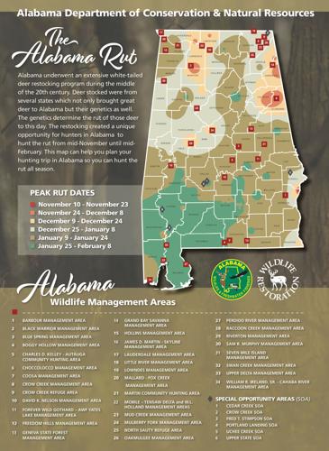 Tips for Hunting the Rut in Alabama  Online Only  courierjournal.net