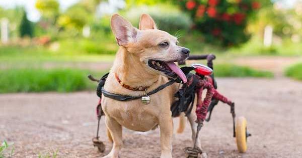 Pet Talk: Caring For Dogs With Special Needs - Vimarsana News