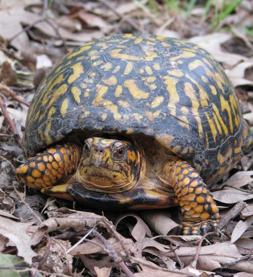 Box Turtle Can I Keep It Online Only Courierjournal Net