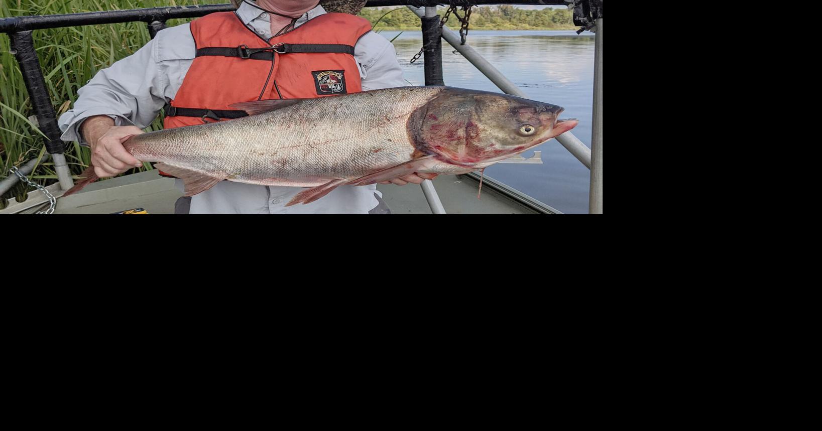 WFF Fisheries Continues to Monitor Invasive Carp Species | Online Only ...