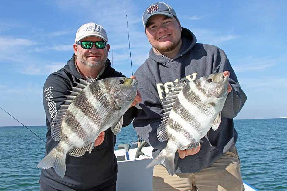Sheepshead Fishing On Fire On Alabama Gulf Coast Online Only Courierjournal Net