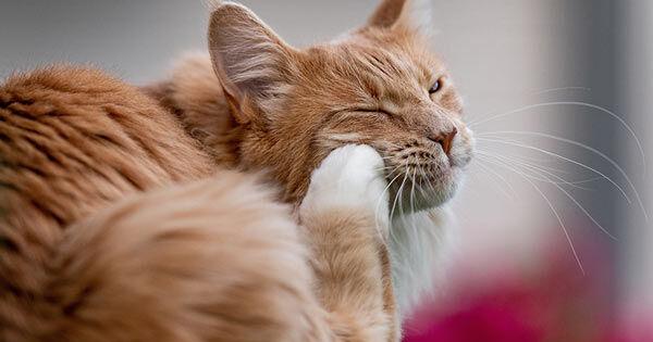 Pet Talk – Scratching Beneath The Surface: Keeping Pets Flea-Free | Online Only