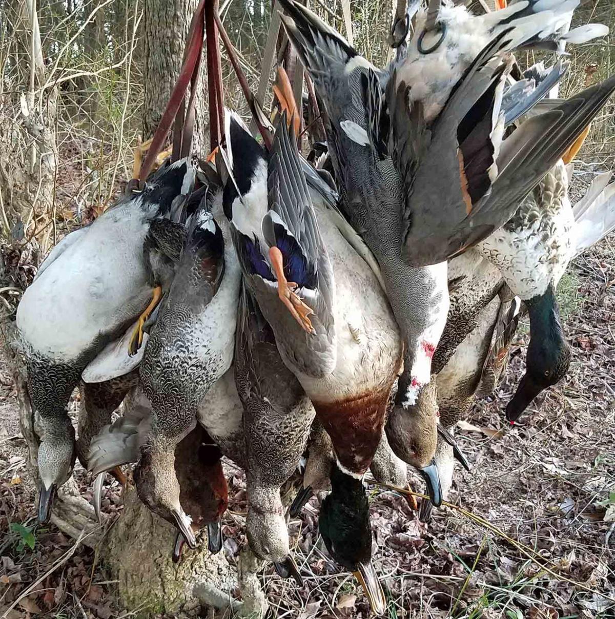 Alabama Duck Hunters Hope for Repeat of Last Season Online Only