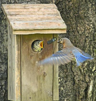 Attracting Bluebirds To Your Backyard Online Only