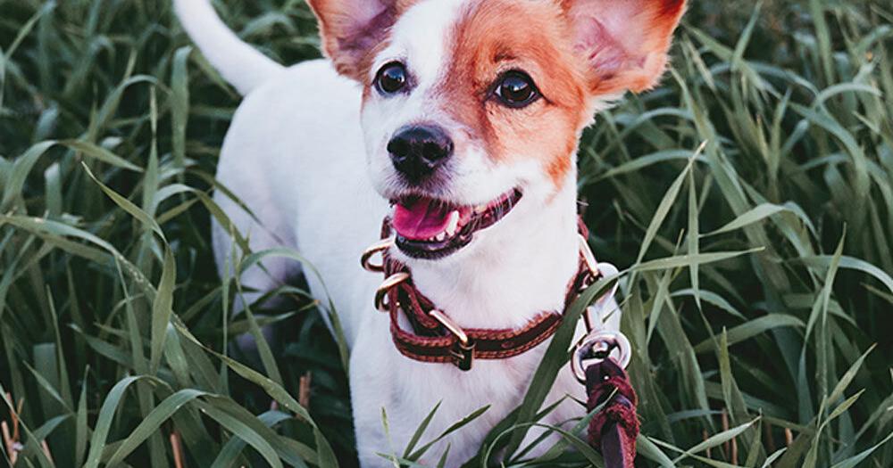 Pet Talk – New Year’s Resolutions For Owners And Their Furry Friends | Online Only Pet Talk – New Year’s Resolutions For Owners And Their Furry Friends | Online Only