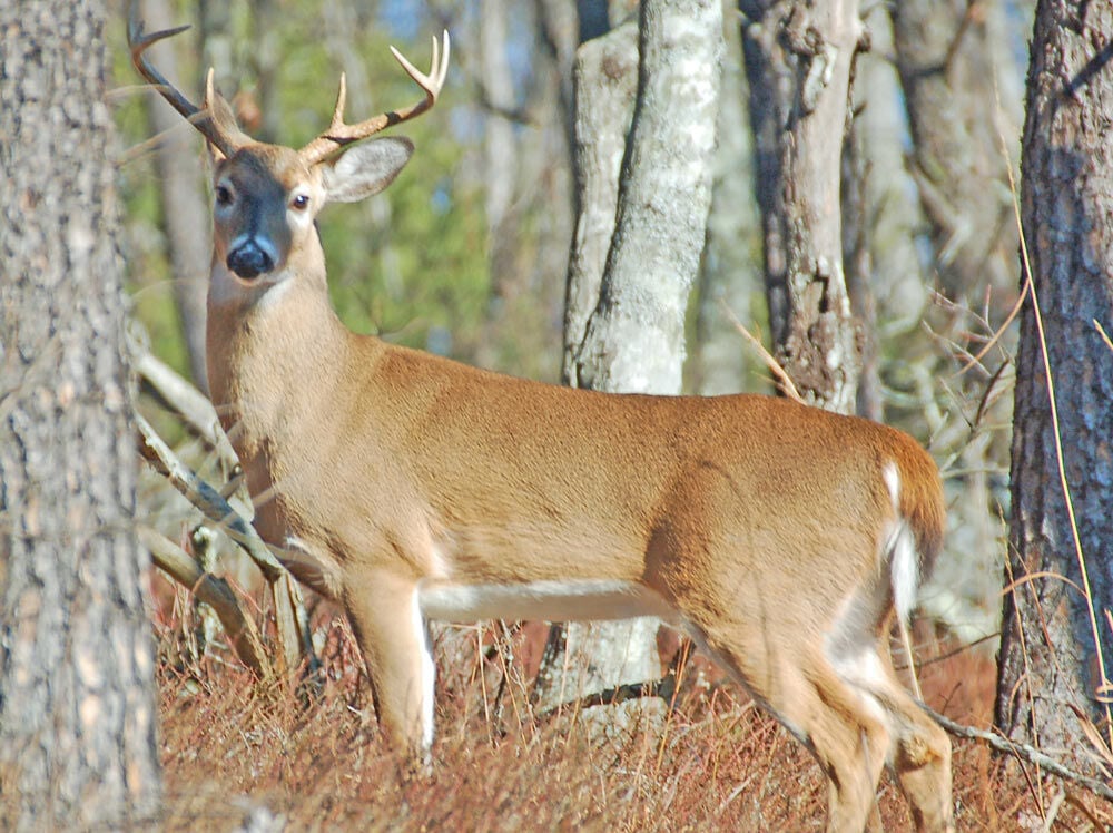 WFF's Sykes Urges Hunters to Not Overreact to CWD
