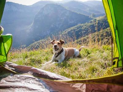 Pet Talk - Considerations For Camping With Canines