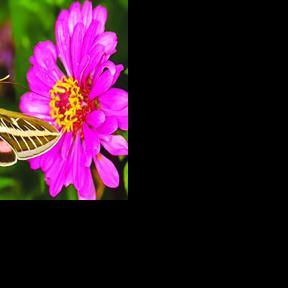 Add sunshine and new Illinois Extension Four Seasons Gardening webinar to summer