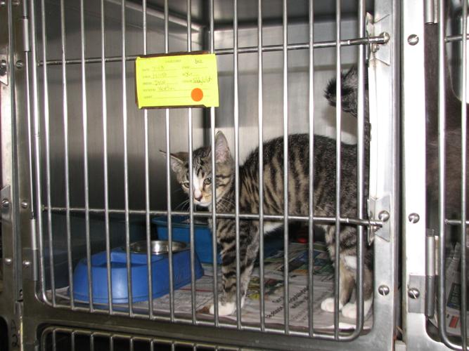 Tazewell Humane Society works to fulfill animal control shelter needs