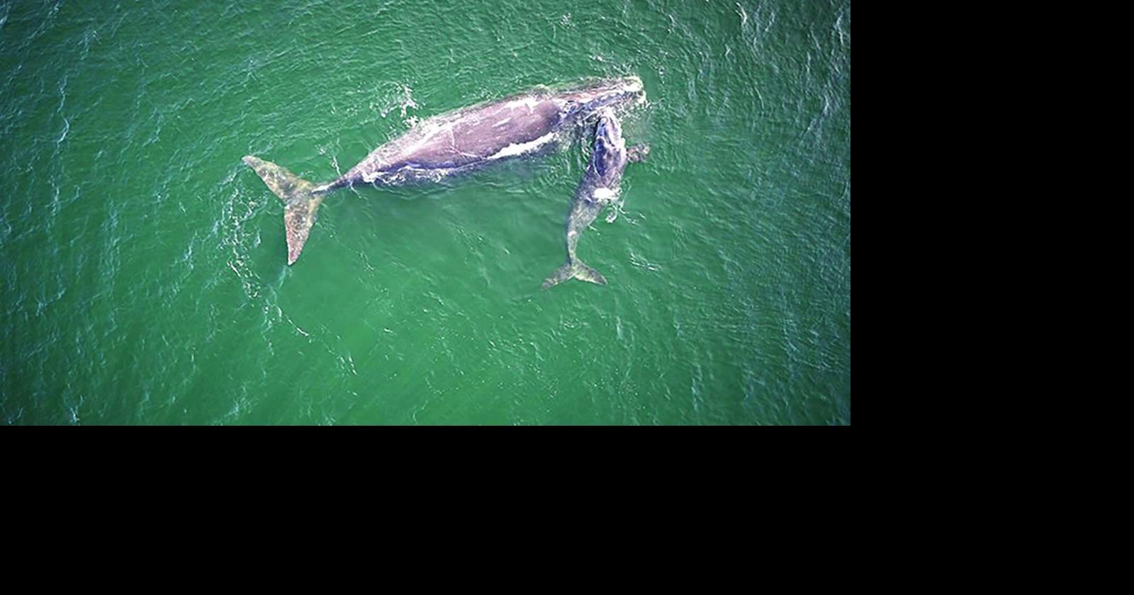 Helping Right Whales; Newport Boat Show Sept. 17-20