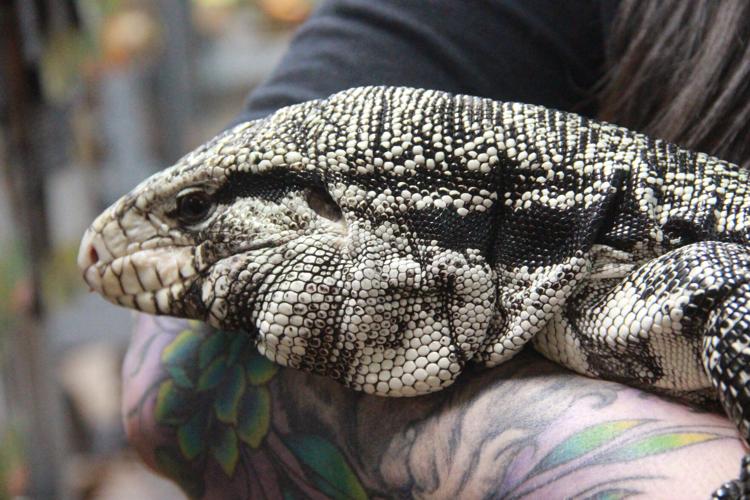 snow lizard picture