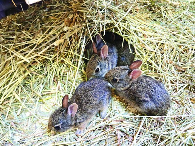 A tale of two rabbits | News | cranstononline.com