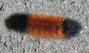 download woolly worm