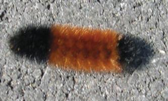 If The Woolly Worms Are Right Get Ready For A Cold Winter