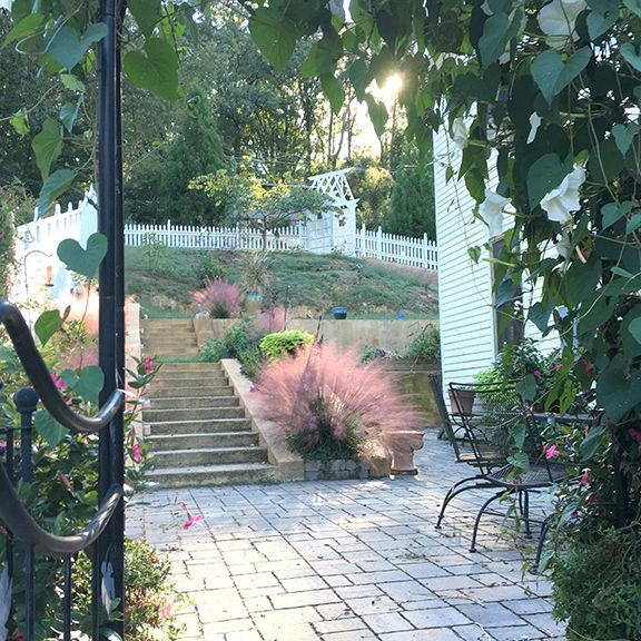 landscaping pink muhly grass