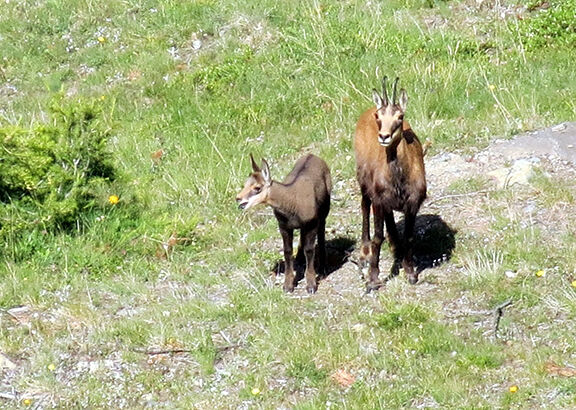 Chamois  Switzerland Wildlife Guide