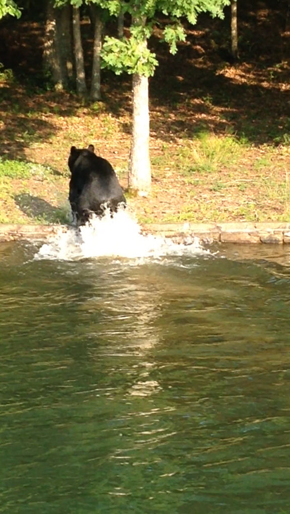 FFG resident records black bear enjoying a swim in Lake Dartmoor