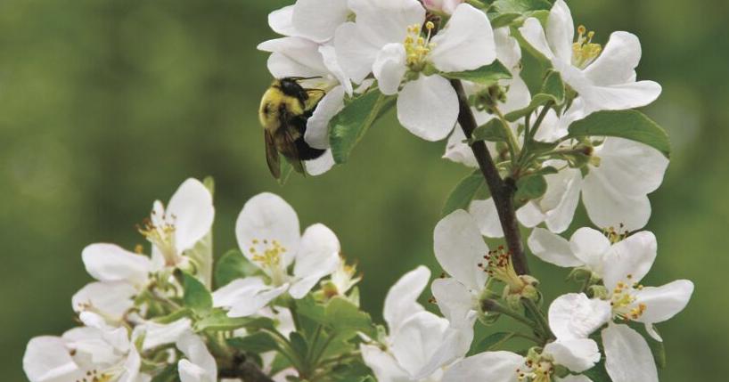 Birds, Bees, Bucks and Trees event coming to Complex - Vimarsana News
