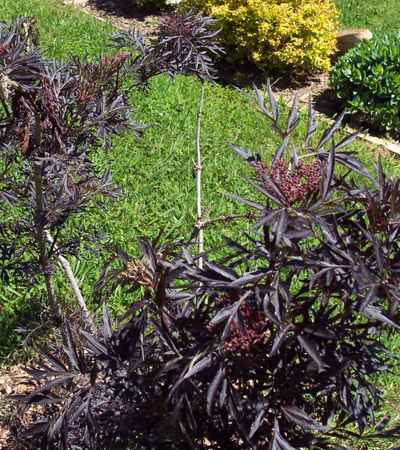 Plateau Gardening: The final word on colorful shrubs | Lifestyles