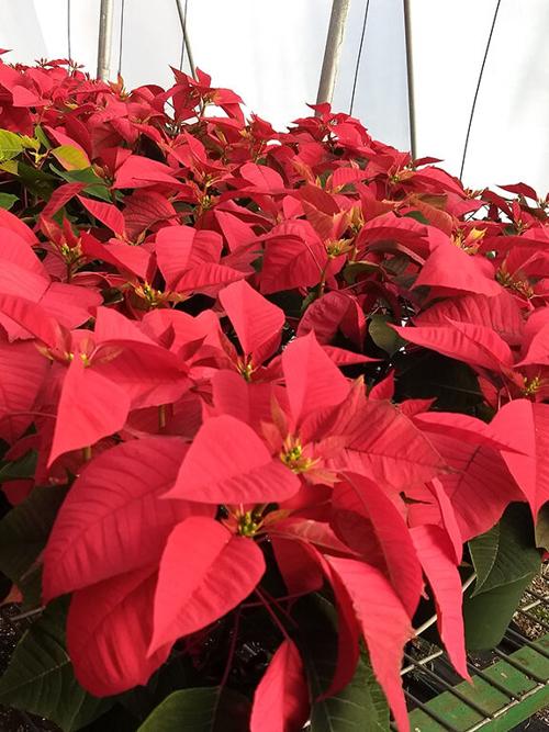 **Poinsettias 2020.jpg
