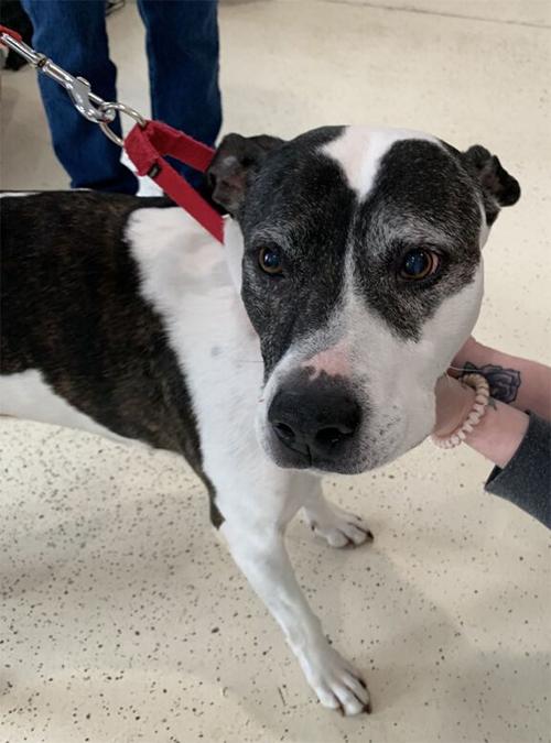 Pet of the Week: Kusha
