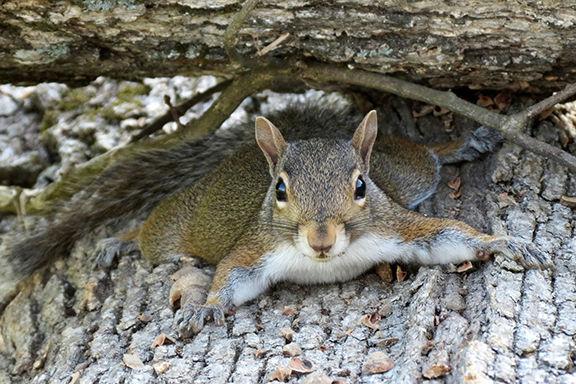Enjoying Nature Solutions For Wildlife Problems Glade Sun Crossville Chronicle Com