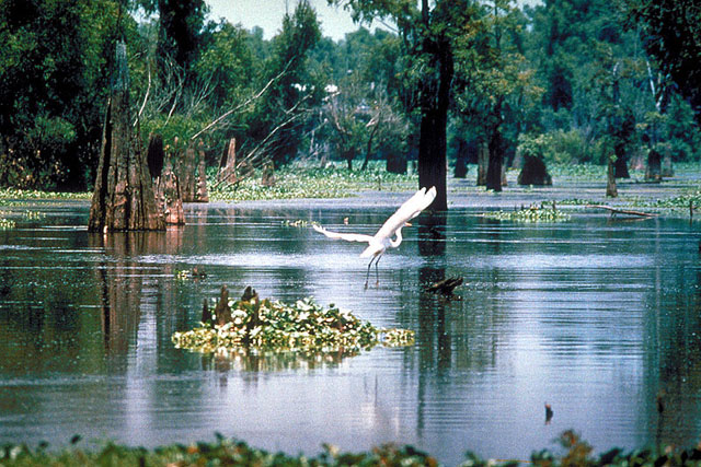 Louisiana.jpg