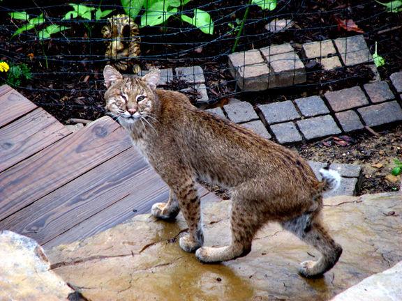 Enjoying Nature Is There A Bobcat In Your Backyard Glade Sun Crossville Chronicle Com