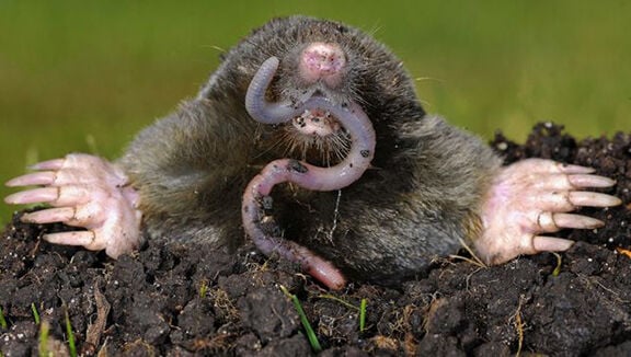 Wildlife Alert – Moles in Lawns