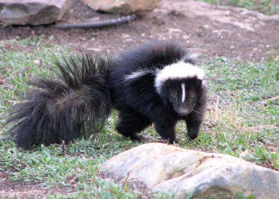 ENJOYING NATURE: How can anyone love a skunk? | Glade Sun | crossville ...