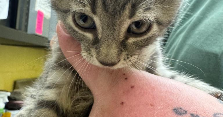 Pet of the Week: Swan